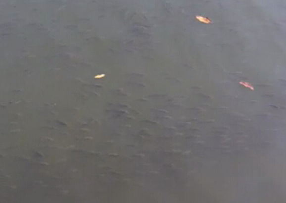 還一汪碧水與大地